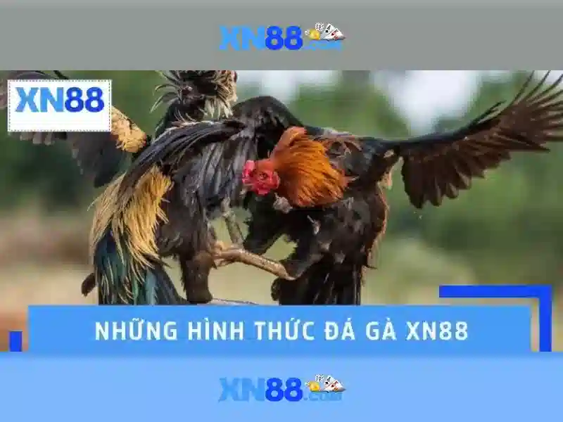 Định vị trên thị trường và sứ mệnh của xn88