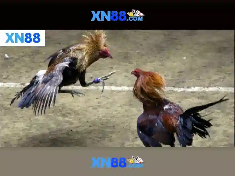 Ứng dụng cốt lõi và trải nghiệm người dùng