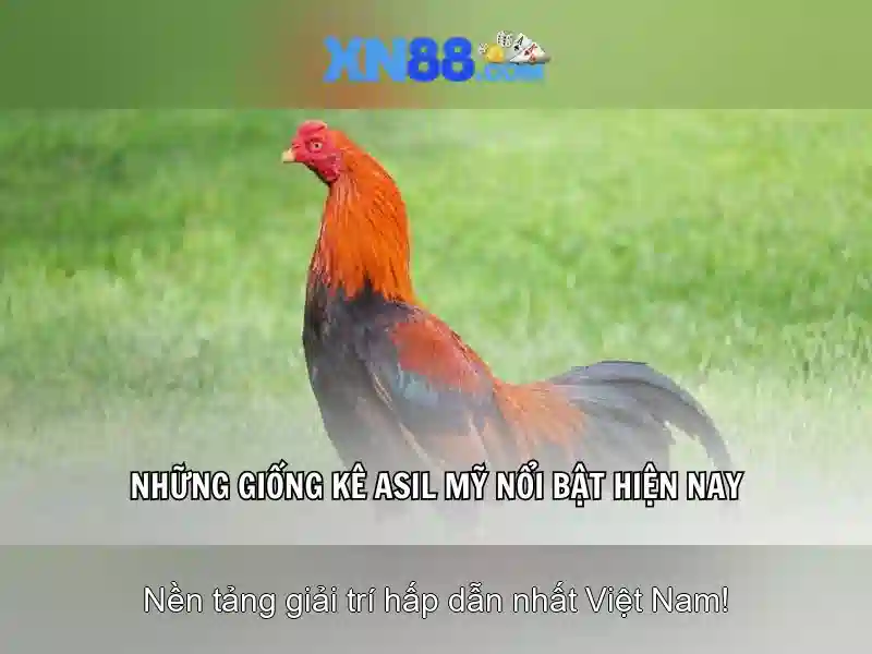XN88 - Tổng quan về trang cược trực tuyến Giao diện nhà cái hoàn hảo